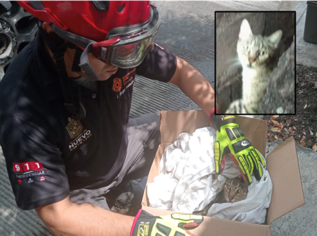 Rescatistas salvan la vida de gato montés en Monterrey