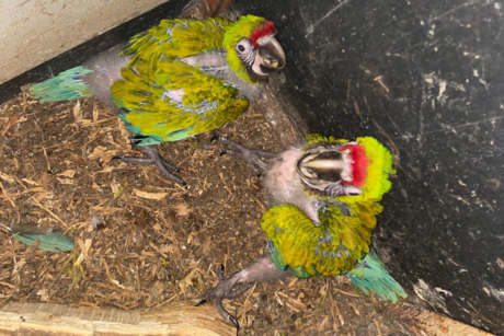 Nacen en Zoológico Tamatán dos polluelos de Guacamaya Verde del Golfo