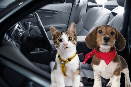 ¿Cómo pedir un Uber Pet para viajar con tu perrito o gatito?