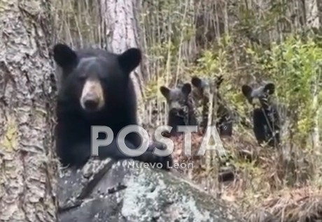 Familia de osos sorprende en cabaña de Ciénega de González, en Santiago