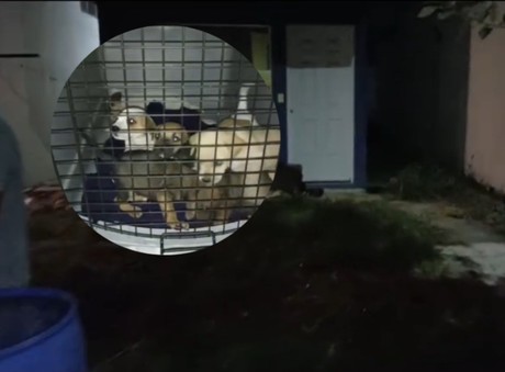 Rescatan a perritos abandonados en Juárez