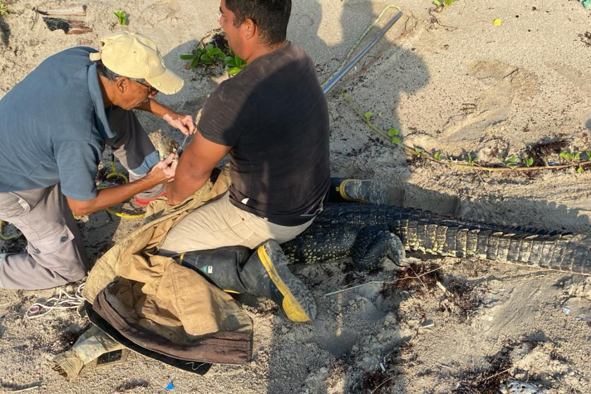 Esta mañana fue capturado uno de los ejemplares reportados en playa Miramar, en los límites de Madero y Altamira. Foto: Axel Hassel