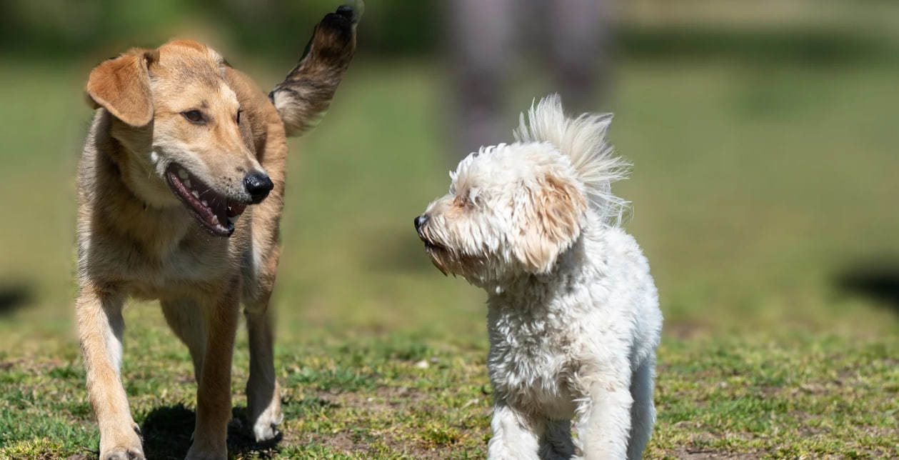 La esterilización también tiene importantes beneficios para la salud del perro. (Fotografía: Canva)