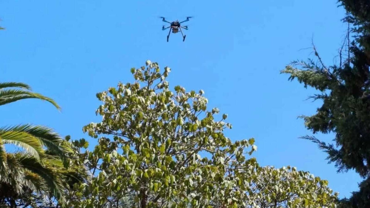 Estudiante de la U, De Chapingo implementa programa para mejorar la producción de mango utilizando un dron. Foto: SADER