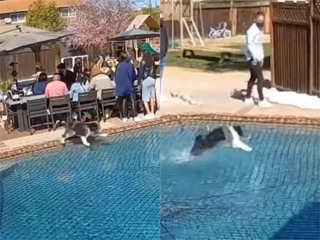 ¡Santo perrocristo! Perro camina sobre el agua (VIDEO)