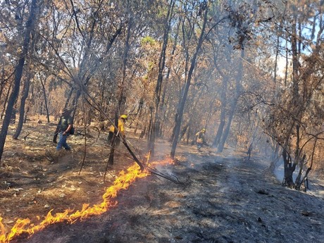 Incendios forestales: Registra Edomex 32 mil hectáreas afectadas