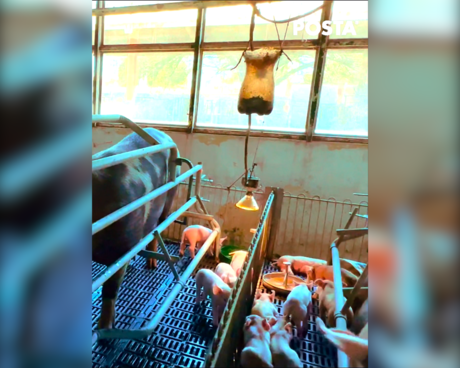 Cría de Cerdos en la UAT: Innovación y Educación en la Facultad de Veterinaria