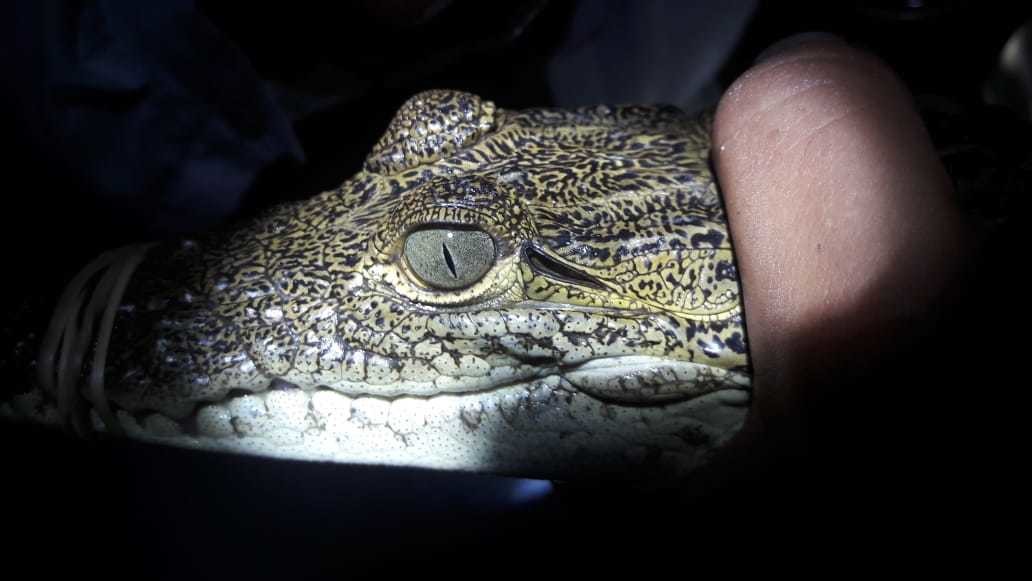 Moonlight Safari en Celestún, Yucatán. Foto: YT