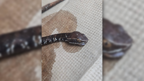 Peligrosa serpiente de Yucatán enví­a al hospital a un hombre de Peto