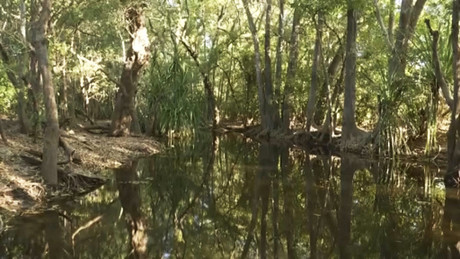 Policía encuentra restos de niña de 12 años atacada por cocodrilo en Australia