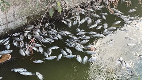 Mortandad de peces en canal de Ciudad Madero