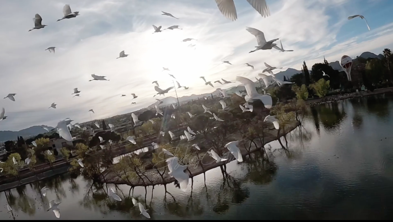 Garzas en Saltillo. Captura de pantalla de vídeo de Skyking Cinetic.