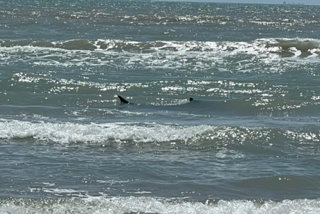 Aseguran que no hay presencia de tiburones ni cocodrilos en playa La Pesca