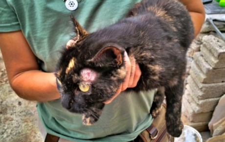 Huehuetoca: Rescatan a más de 100 gatos en condiciones deplorables
