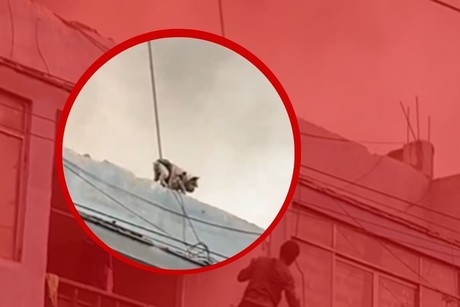 Heroico rescate de un perrito atrapado en un incendio (VIDEO)