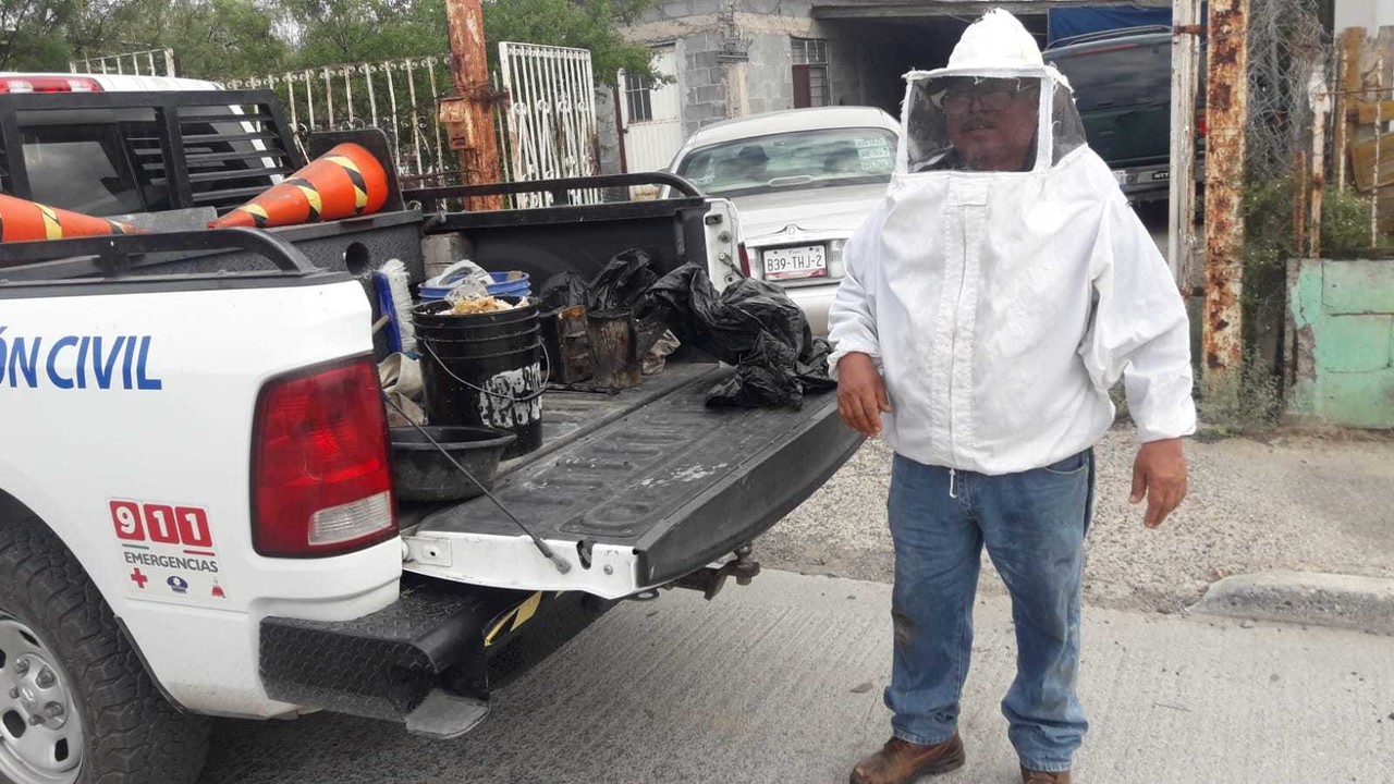 Exhortan a reportar enjambres de abejas para prevenir accidentes