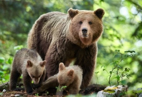 Matan a más de 40 osos pardos en Eslovaquia para evitar ataques