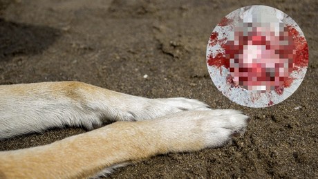 Justicia para Atom: Hombre mata a machetazos a un perro en Panabá
