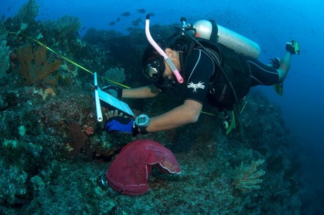 Expedición de la UABCS revela deterioro del 90% de los arrecifes