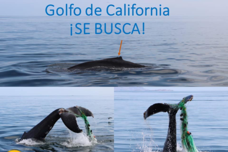 Buscan a ballena jorobada enmallada en el Golfo de California