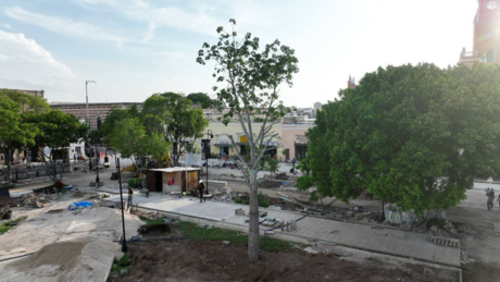 Árboles en la Plaza Grande: ¿Qué nuevas especies serán plantadas?