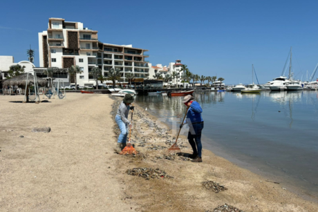 COEPRIS investiga posible '´marea verde´ no tóxica' en la bahía de La Paz