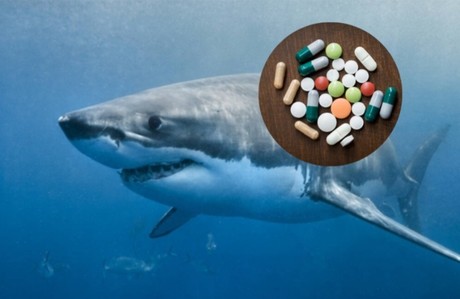 ¿Tiburones intoxicados con droga? Esto sabemos