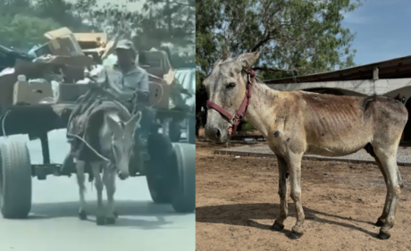 Emotivo rescate de burro maltratado en Matamoros; fundación Seres Libres