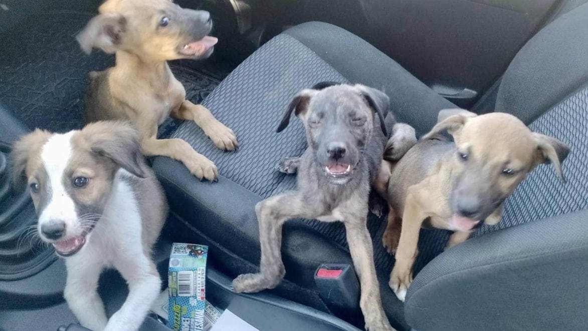 Los cuatro perritos fueron resguardados por Control Canino. (Fotografía: Gobierno de Torreón)