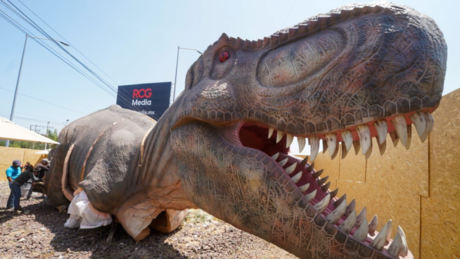 Avanza la instalación del T-Rex Gigante que dará la bienvenida a Ramos Arizpe 