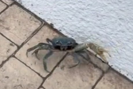 Se le perdió el mar; captan a cangrejo caminando en Tampico