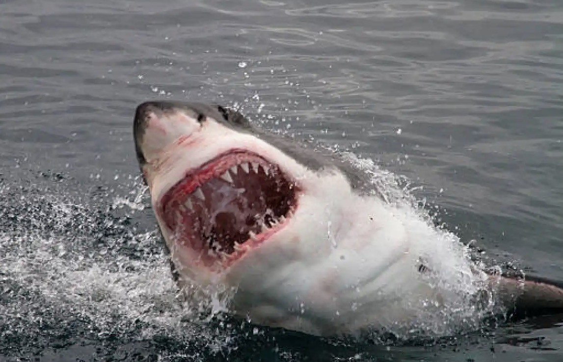 Científicos también han observado que los tiburones blancos atacan objetos inanimados e incluso aves. Foto: iStock.