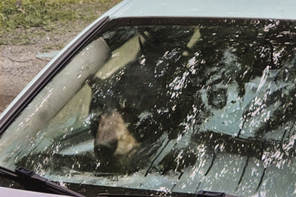 Un oso que irrumpió en un coche en Winsted, Connecticut, se observa a través de la ventana delantera del vehículo en esta foto del 15 de julio de 2024. (AP Foto)