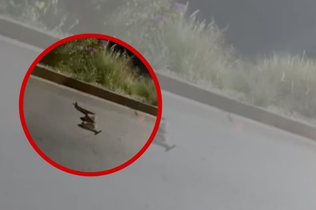 Enorme serpiente sorprende a automovilistas en Cumbres (VIDEO)