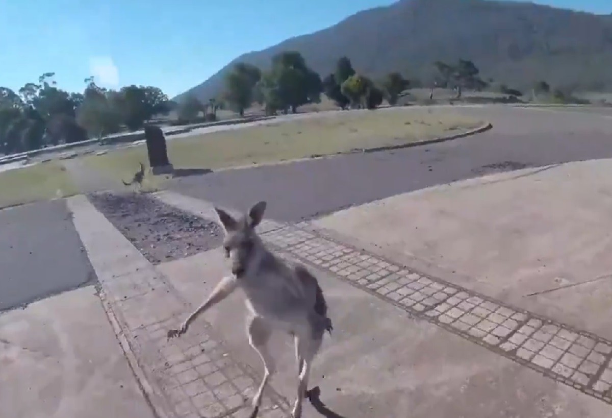 Un canguro atacó a un paracaidista en momentos que aterrizaba en Canberra, Australia.Foto: X @rosaliliatorrs