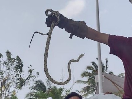 Aparte de cocodrilos, reportan avistamientos de víboras en Tampico
