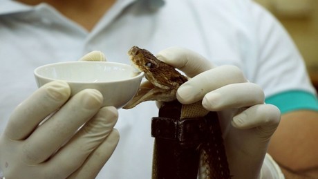 ¿Conoces las unidades de salud con biológicos para mordeduras de serpientes?