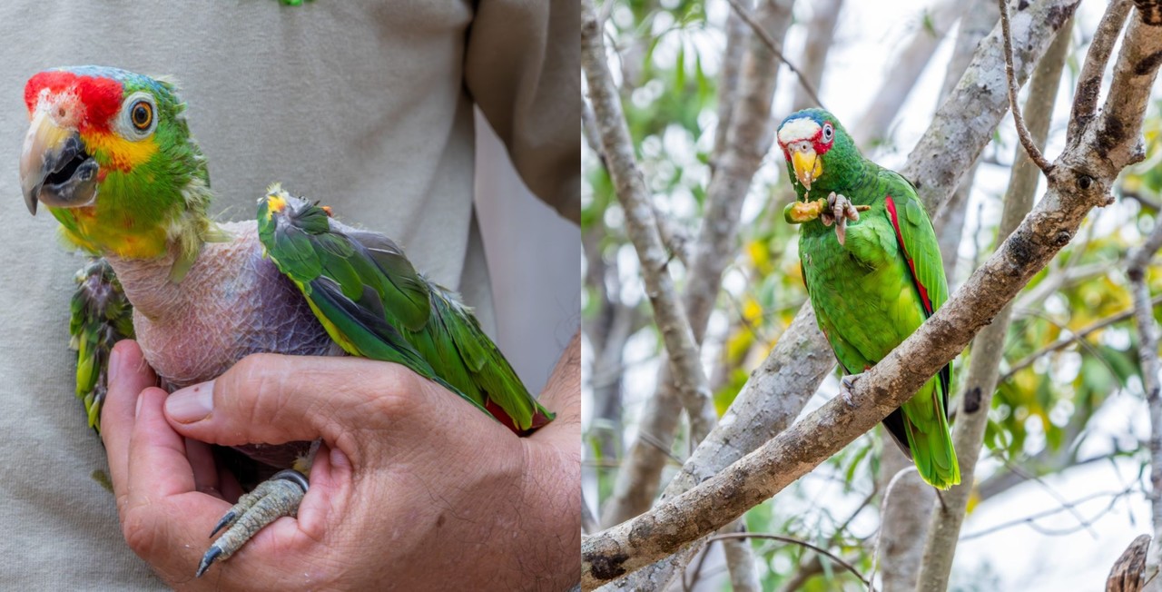 Se esperó hasta estar en Alerta Naranja para comenzar a proteger a las aves Foto: Irving Gil