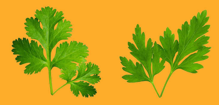 No olvides incluir tanto el cilantro como el perejil en tus comidas para resaltar los sabores y mejorar la digestión. Foto: Redes sociales