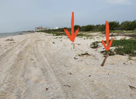 Dañan nidos de tortuga en playas de Telchac