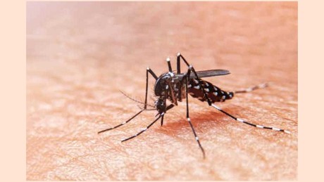 Combatiendo el Dengue: Prevención y reconocimiento de síntomas