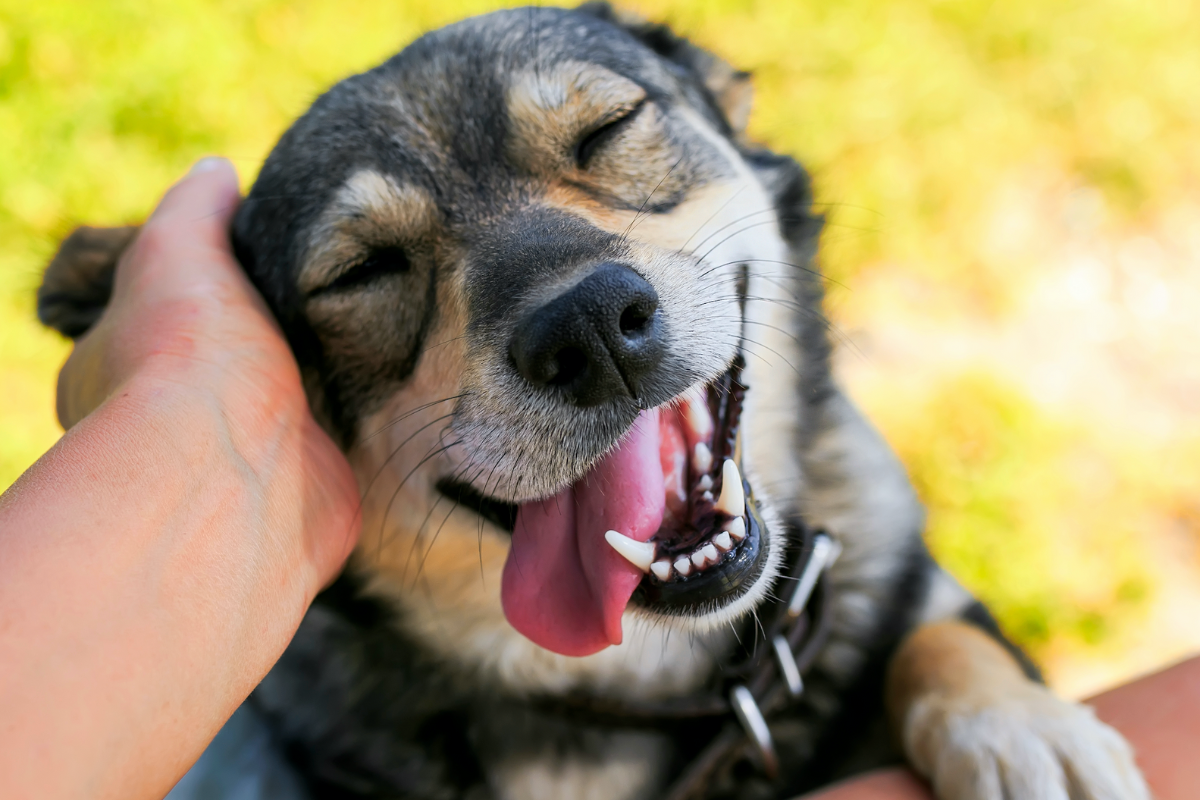 En la mayoría de los países, el 21 de julio se conmemora el Día Internacional del Perro. Foto: NUPEC