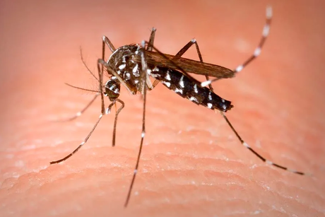 La lluvia podría desencadenar en una epidemia de dengue en Tamaulipas y México