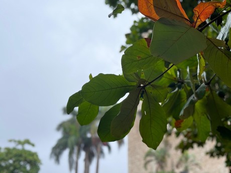 Yucatán con buena calidad del aire, revela monitoreo constante de la SDS