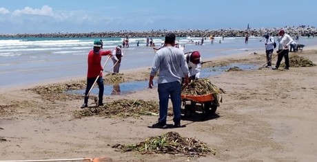 Retiran más de 700 toneladas de lirio en Playa Miramar
