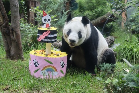 Xin Xin, la última Panda Gigante de México, celebra 34 Años de Vida