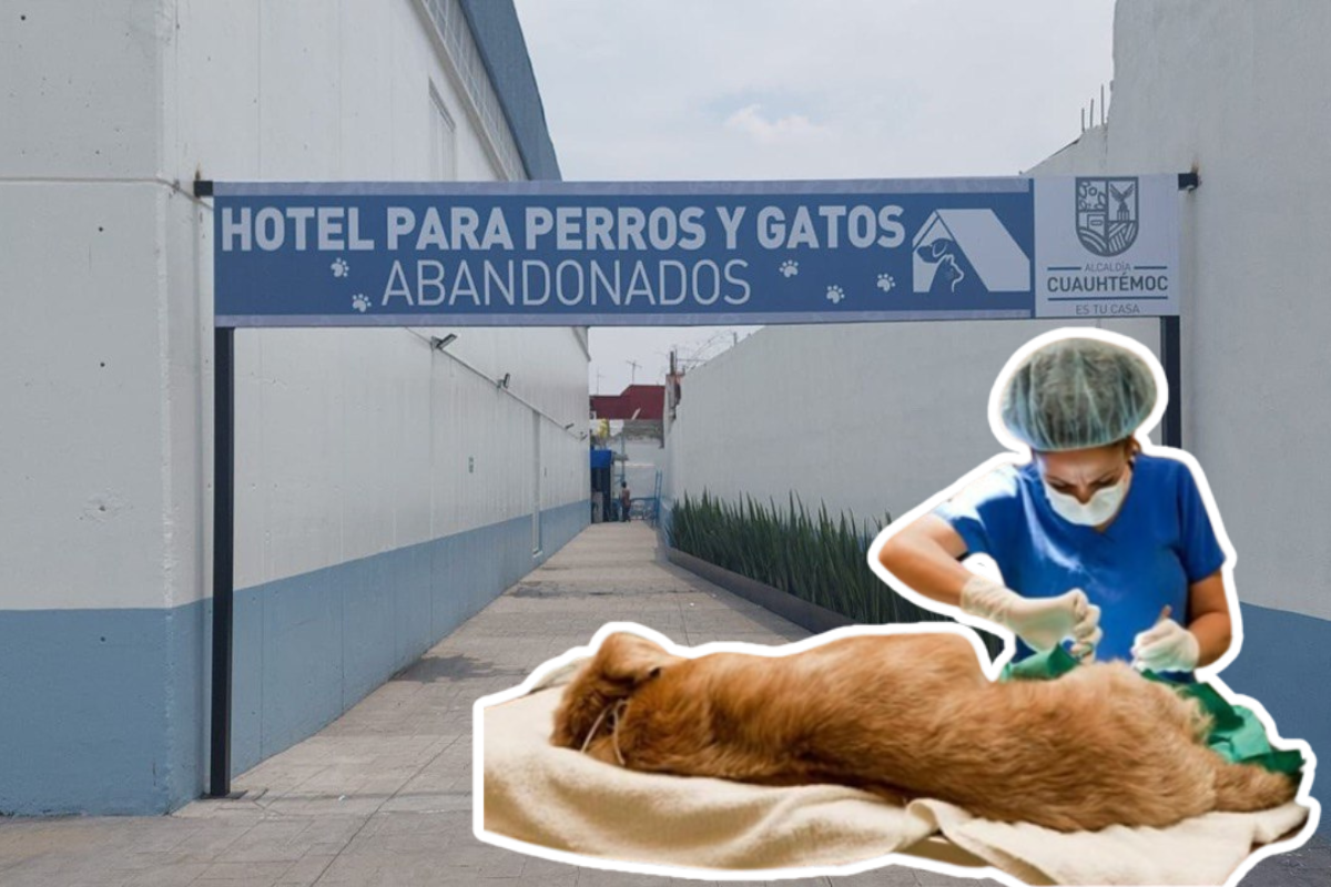 Entrada del Hotel de Perros y Gatos abandonados de la alcaldía Cuauhtémoc.    Foto: Especial