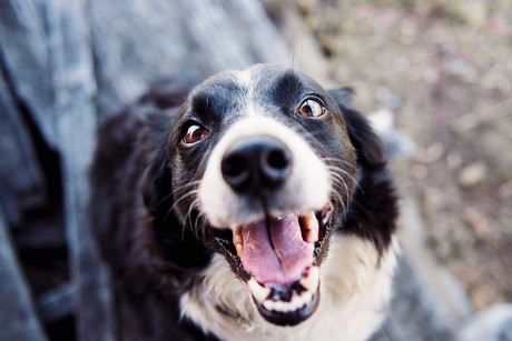 ¡Adopta un perrito! 14 canes necesitan hogar en Los Cabos