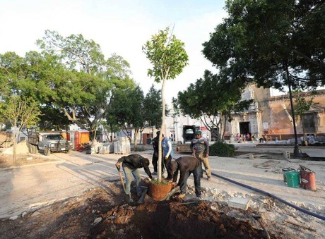 Arborización en Mérida: siembran más de 100 árboles en la Plaza Grande
