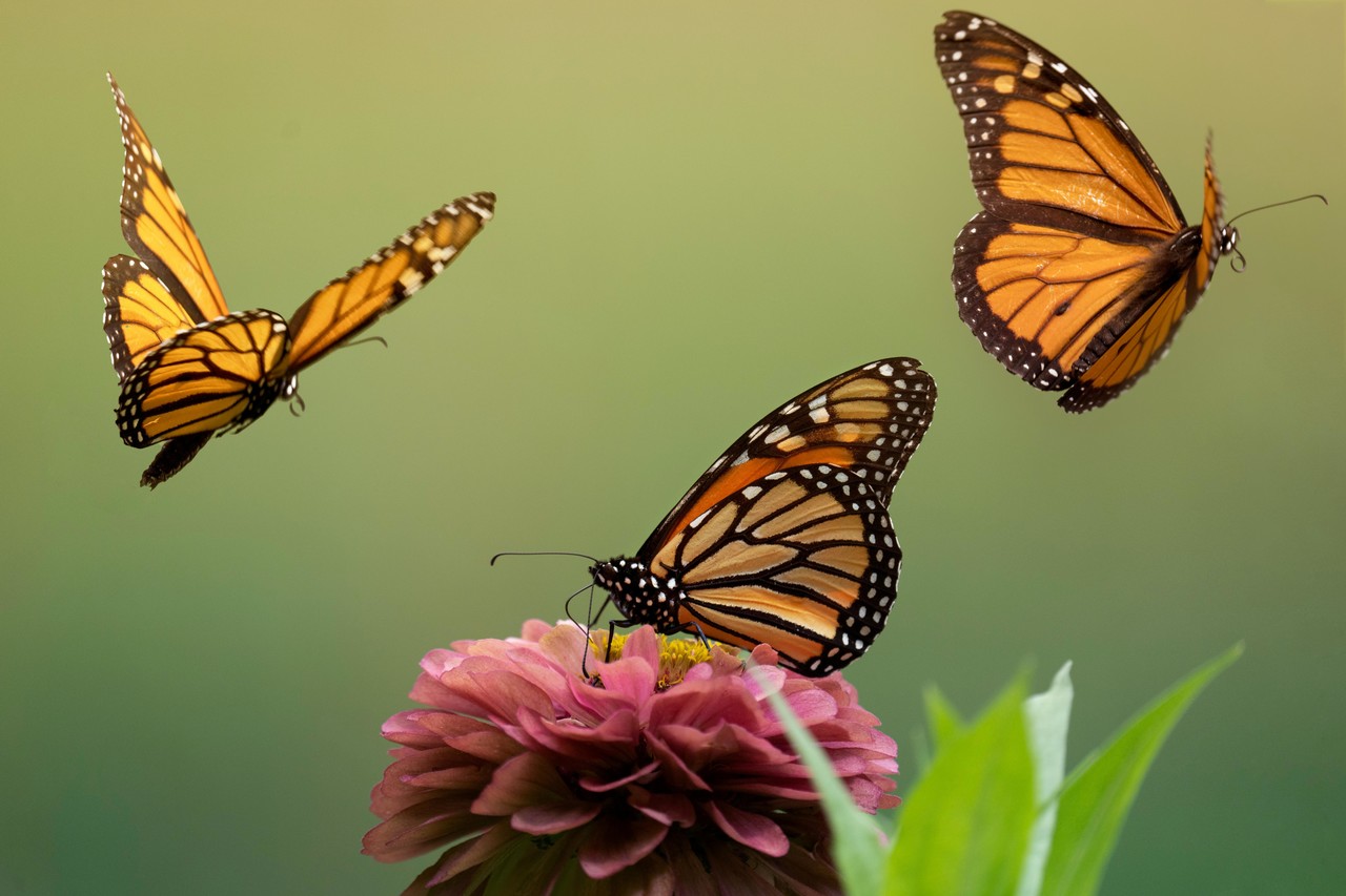 Celebrarán primer día nacional de la mariposa monarca. Foto de Pexels.